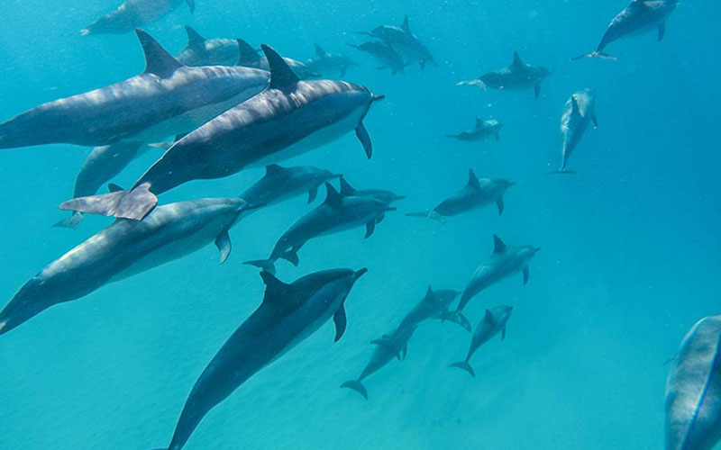 swimming-dolphin
